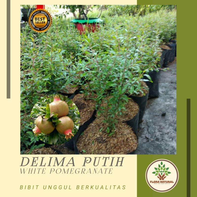 Bibit pohon delima putih Tanaman buah delima putih