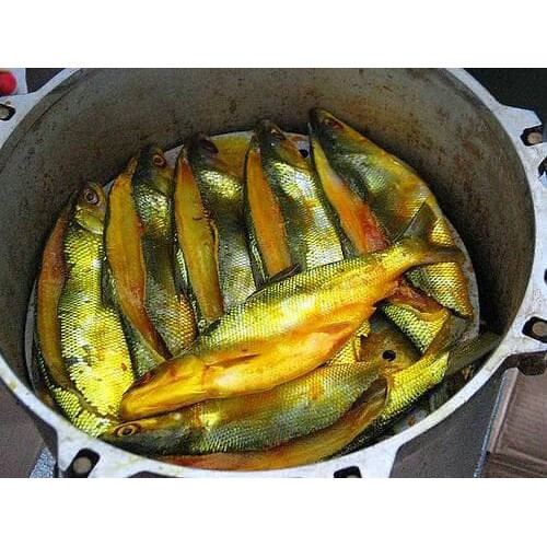 

PASAR ONLINE MURAH - IKAN BANDENG PRESTO KUNING 2pcs