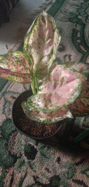 Aglaonema Dud Tri Colour/bunga Tri Colour
