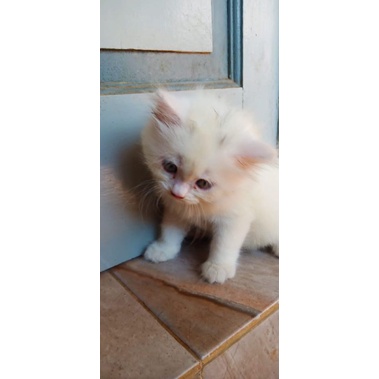 kitten persia mix