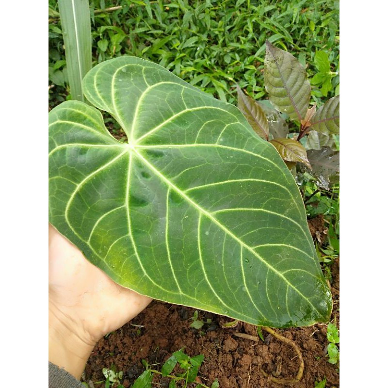 Bibit tanaman kuping gajah jenis jumbo