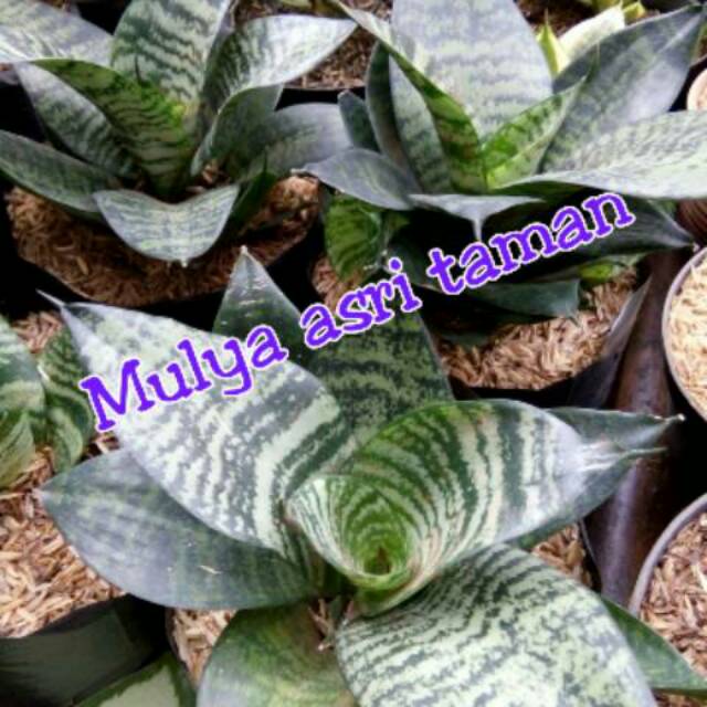 Tanaman hias sansivera mini / sansivera mini hijau / pohon sansivera mini