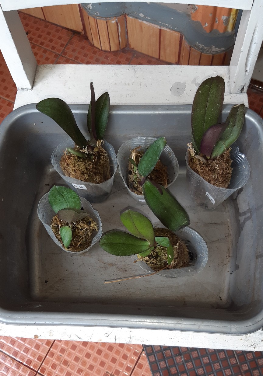 Anggrek Bulan Remaja - Phalaenopsis Hybrid Taiwan