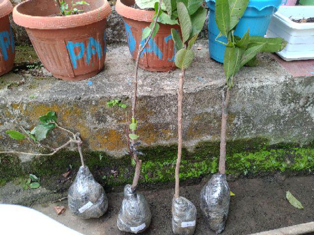 Tanaman Belimbing Madu / Dewi (buy 1 Get 1)