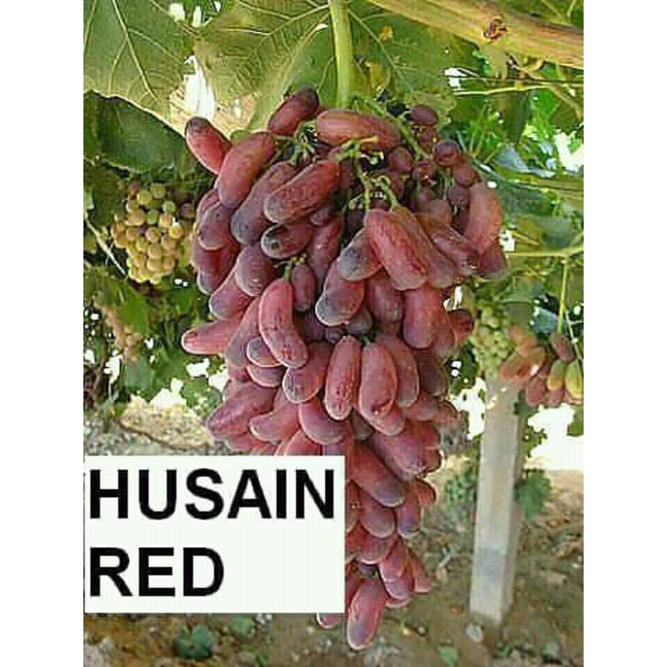 Bibit Anggur Merah Varietas Unggul husain merah. bibit impor anggur merah
