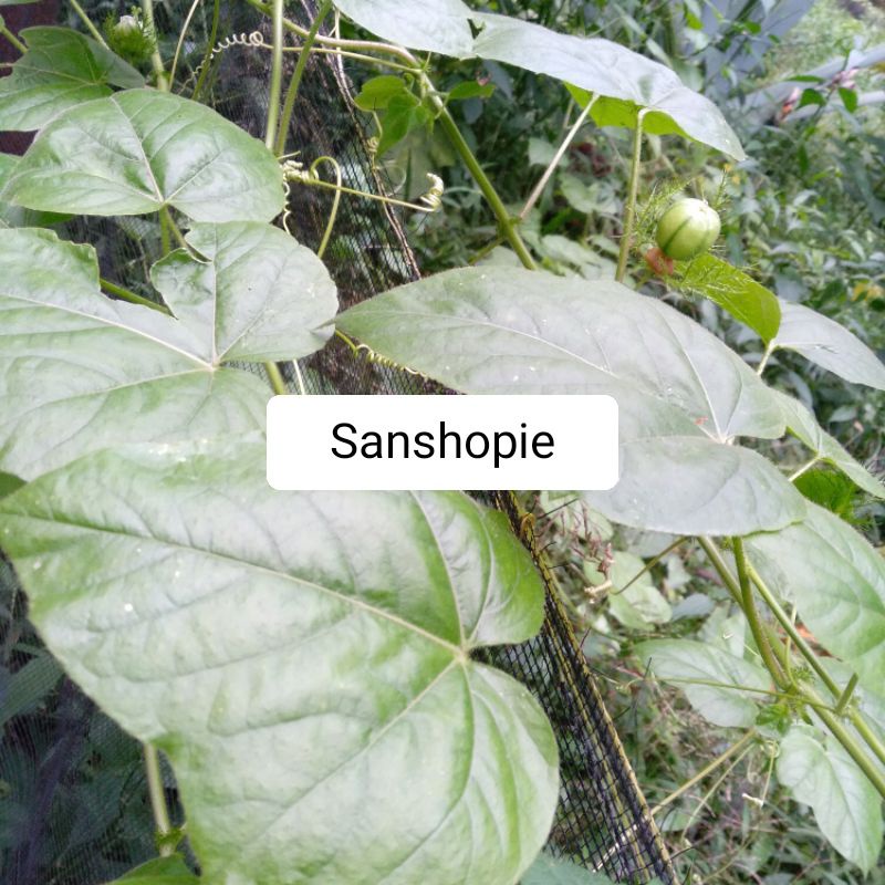 

Daun rambusa atau cermot segar 1 kg