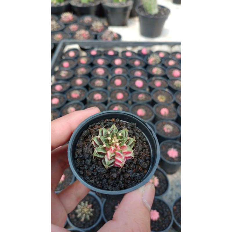 lb hybrid variegated