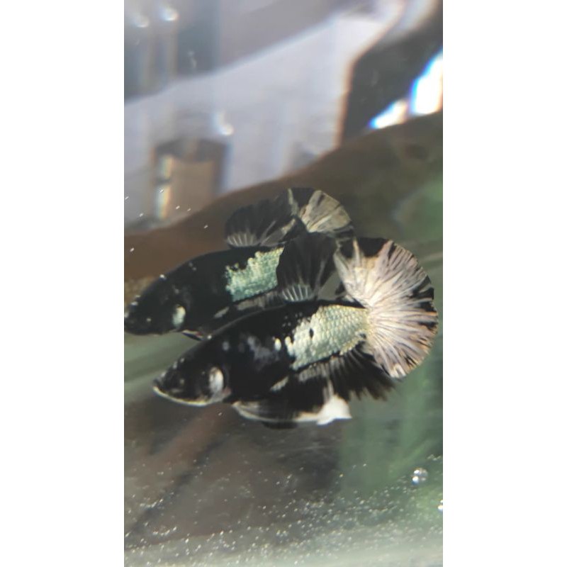 Cupang avatar gold cooper bonus female