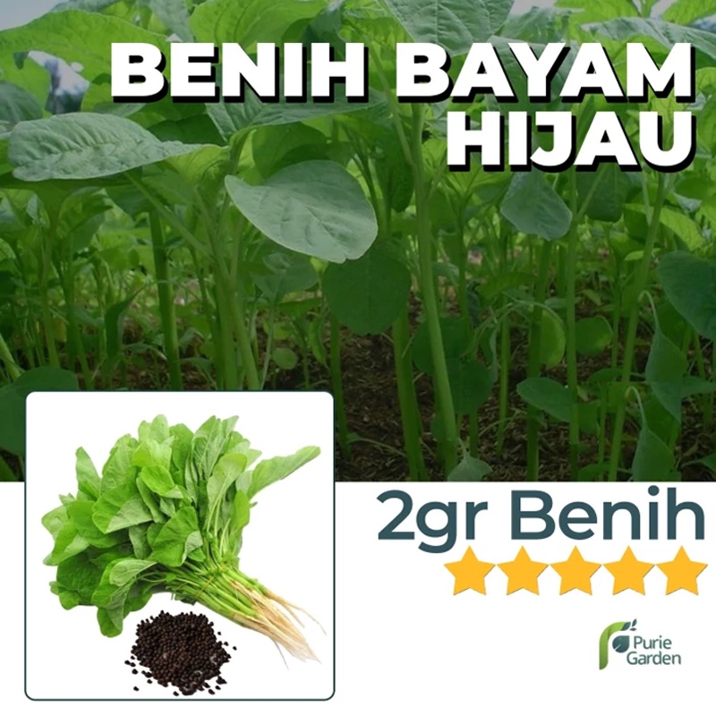 Jual Benih Bibit Bayam Hijau 2gr Dua Ribuan PG SBY | Shopee Indonesia