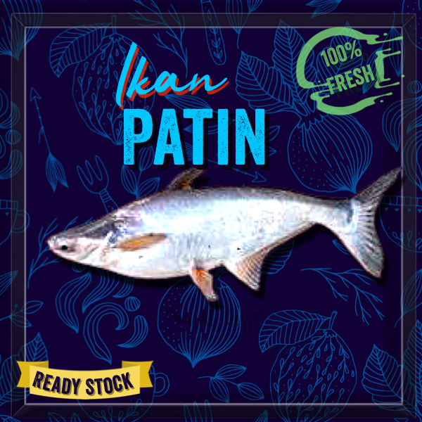 

IKAN PATIN SEGAR PER EKOR ± 500 Gr