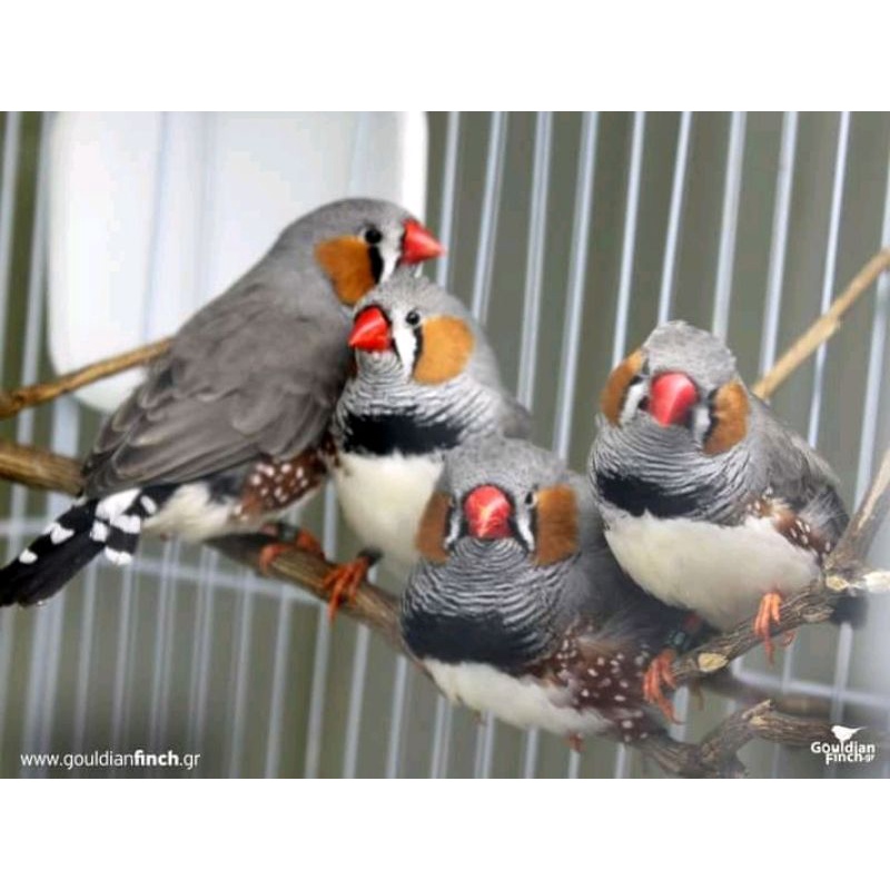 burung finch sepasang