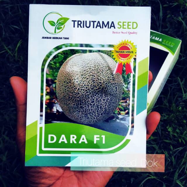 BENIH MELON BIBIT MELON WINE MELON DARA F1