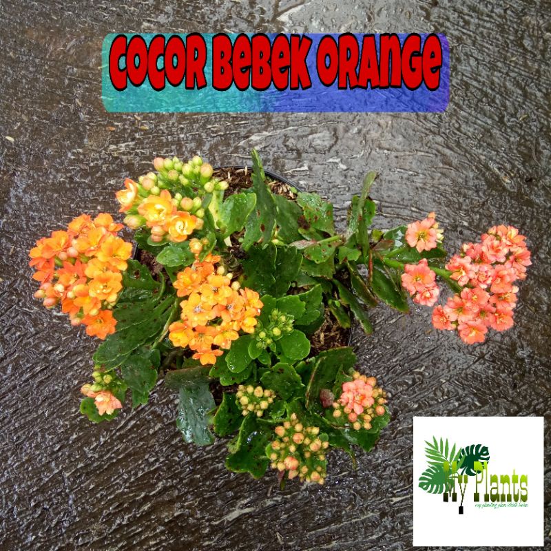 Tanaman Hias Bunga Kalanchoe Calandiva Bunga Tumpuk Cocor Bebek Orange Kalanchoe Variegata