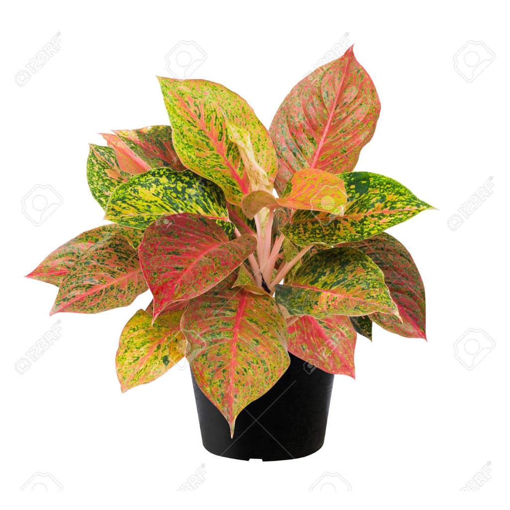 Aglaonema Big Roy Mutasi Merah Hijau / Tanaman Hias Aglonema Lulaiwan Plus+ Pot Bunga Hidup 2-9 Daun