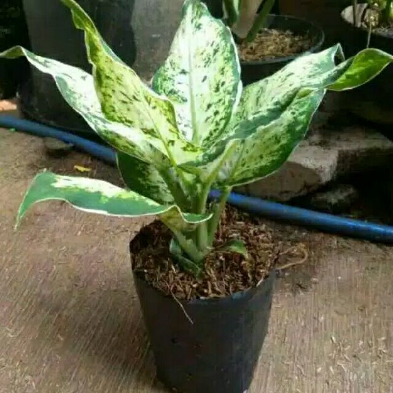 Tanaman hias aglonema diven lukisan cinta list putih