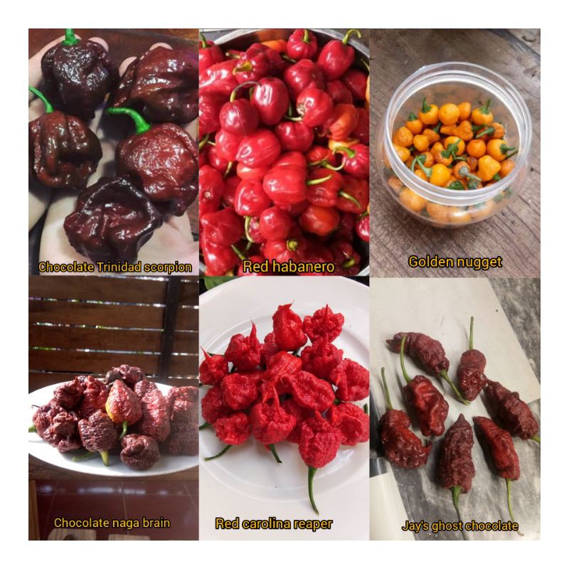 Paket 6 varian bibit cabe import/red carolina reaper/trinidad scorpin/red habanero/golden nugget/dll