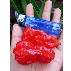 CABE JOLOKIA JUMBO/ CABE GENDOL JUMBO/ CABE HABANERO JUMBO/ CABE SETAN/ HSNTU JUMBO