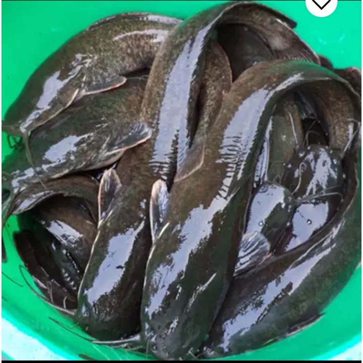 Ikan Lele Segar Fresh 50Kg