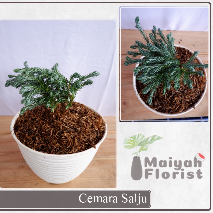 Cemara Salju - Cemara Perak - Cemara Bluedent - Tanaman Hias - Cemara Murah - Kualitas Unggul