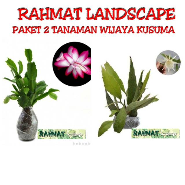 Paket 2 Tanaman Bunga Wijaya Kusuma / tanaman bunga wijaya kusuma / tanaman gantung wijaya kusuma