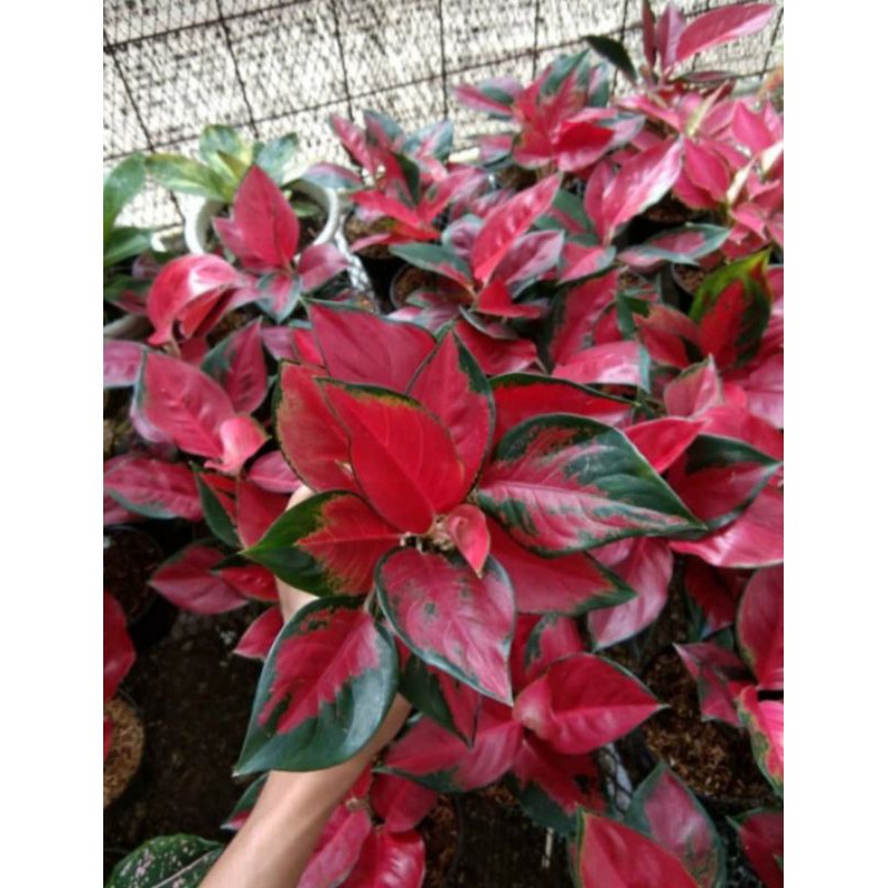 Aglonema Suksom Lokal