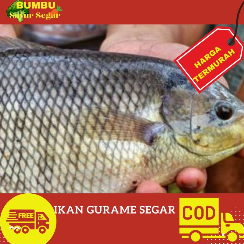 

IKAN GURAME SEGAR