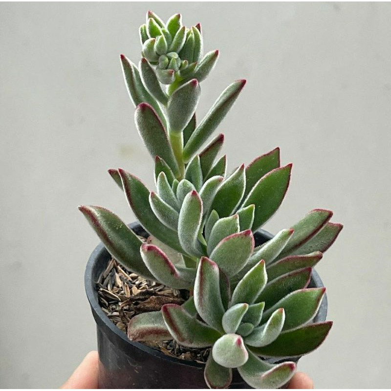 Sukulen Echeveria Pulvinata