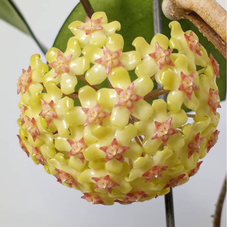 Hoya Fuscomarginata rimbun