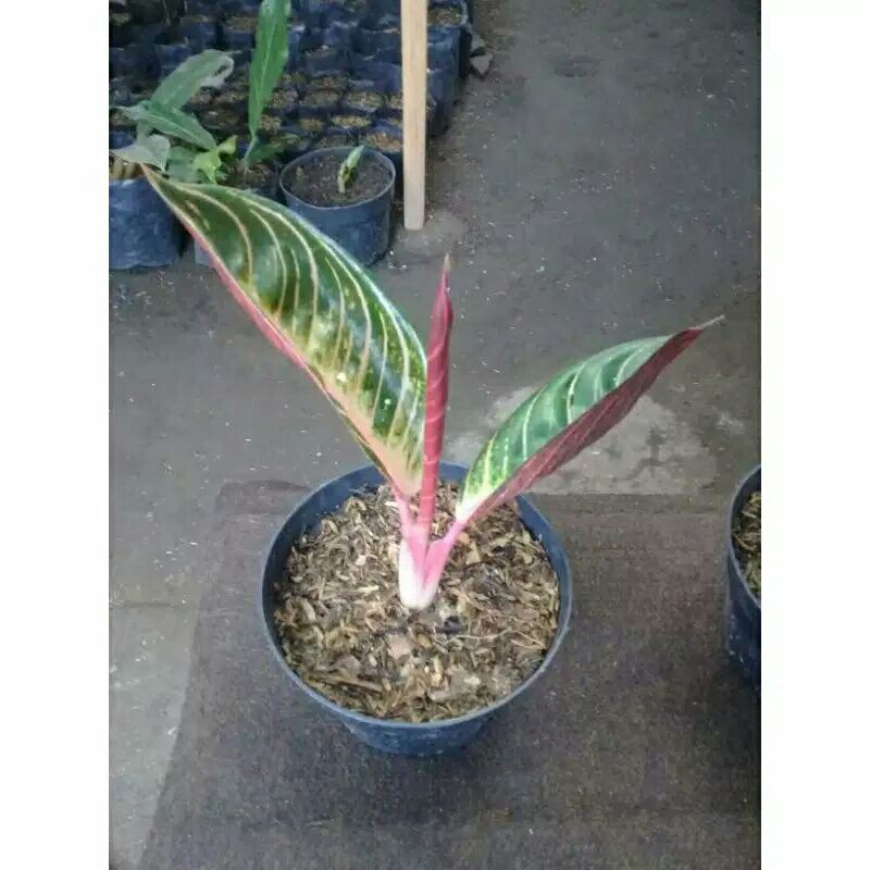 tanaman hias aglonema red sumatra-red sumatra-red sumatra aglonema-aglaonema red sumatra-RED SUMATRA