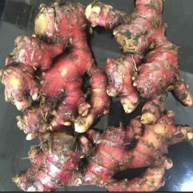 

jahemerahsegar