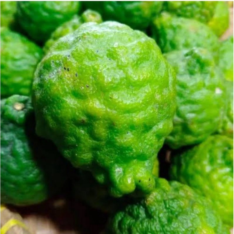 

Jeruk Purut ( Besar )