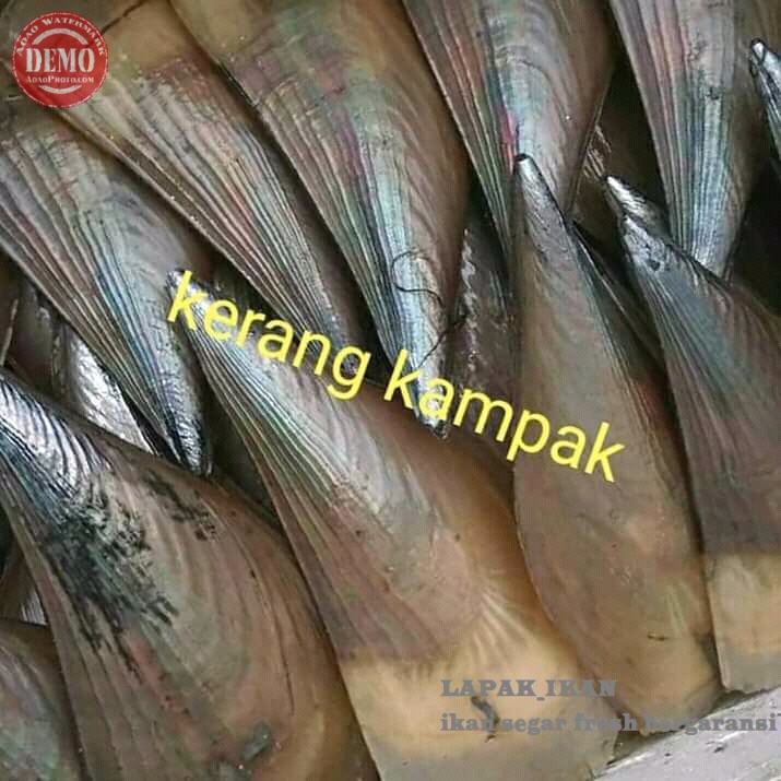 

Kerang Kampak Segar Fresh Bergaransi 1Pcs