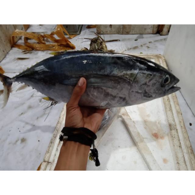 

Baby tuna segar 1 ekor berat 2-5 kg