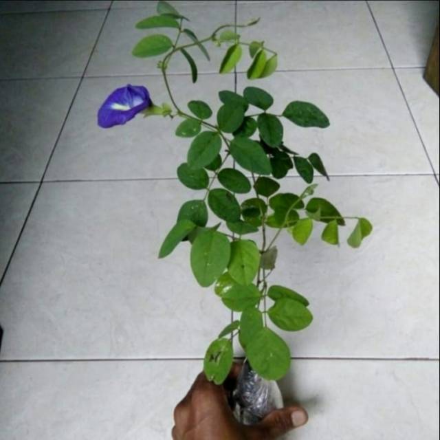 Bibit tanaman bunga telang/pohon bunga telang /bibit bunga telang