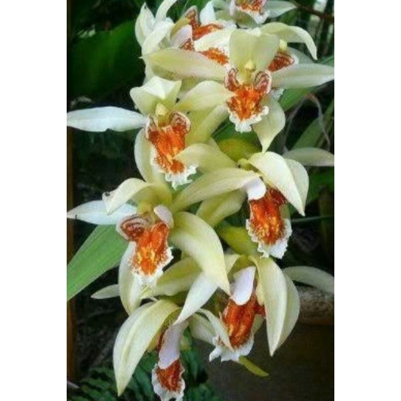 coelogyne asperata