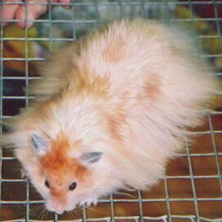 Jabodetabek Hamster Syrian Syria Short Long Hair Satin