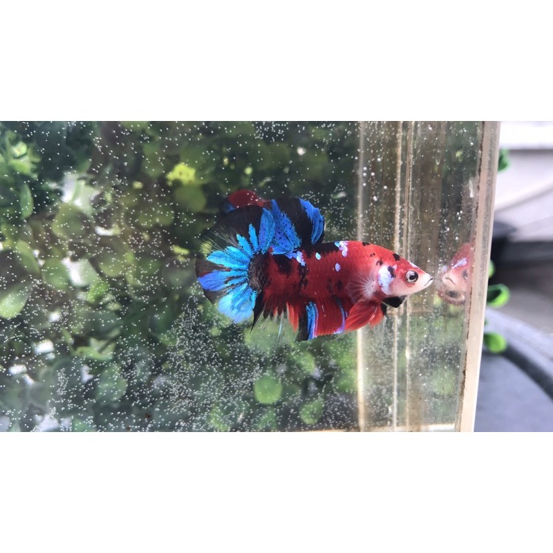 red koi cooper