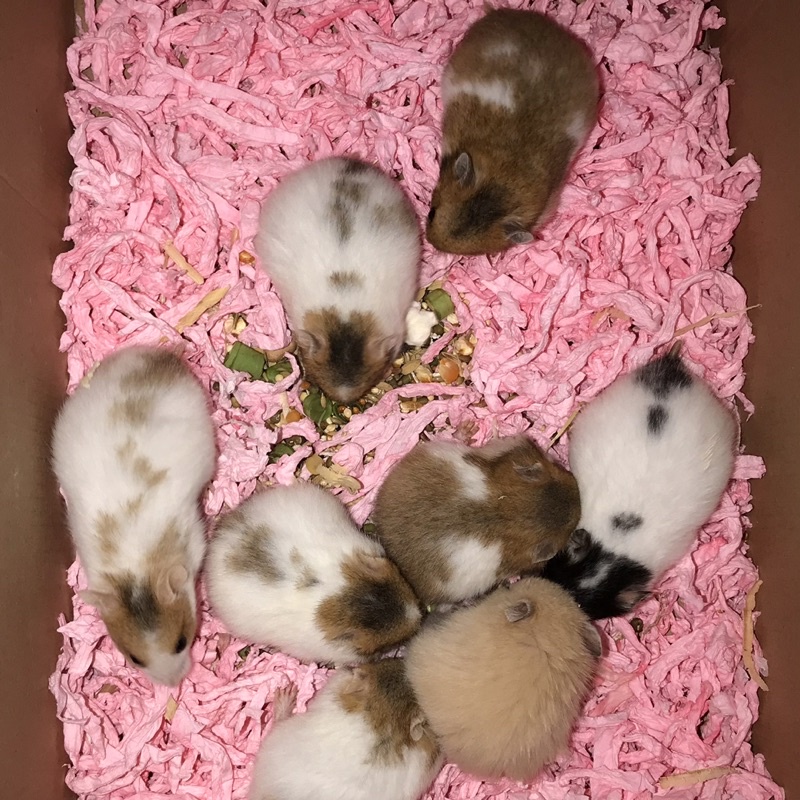 HAMSTER SYRIAN ANAKAN / BABY 1.5bln PER-EKOR (ONLY GRAB INSTANT)