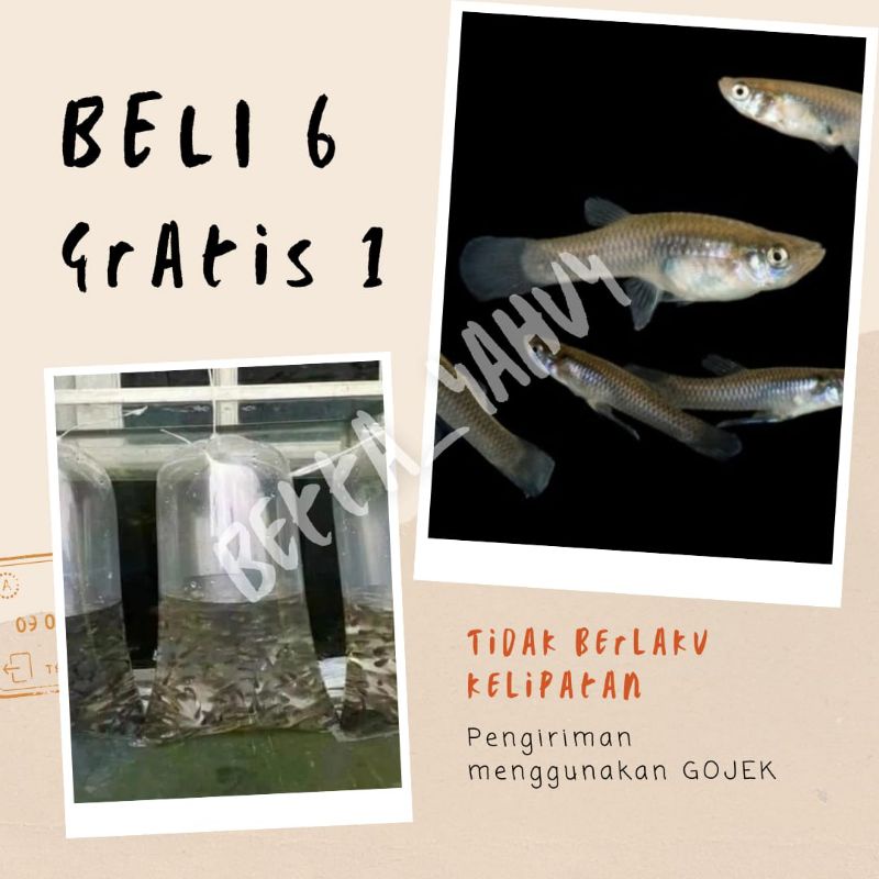 Ikan Cere Laut Pakan Ikan Predator