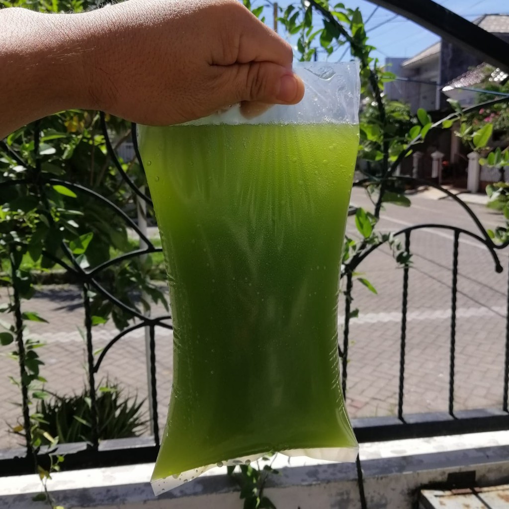 green water air hijau bibit chlorella 1 liter