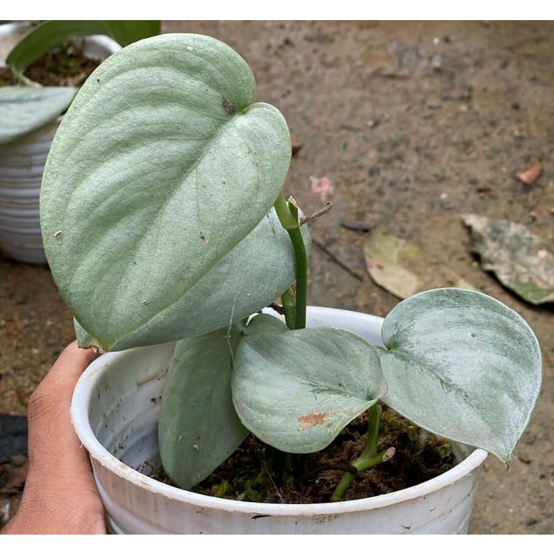 Scindapsus silver platinum/silver hero