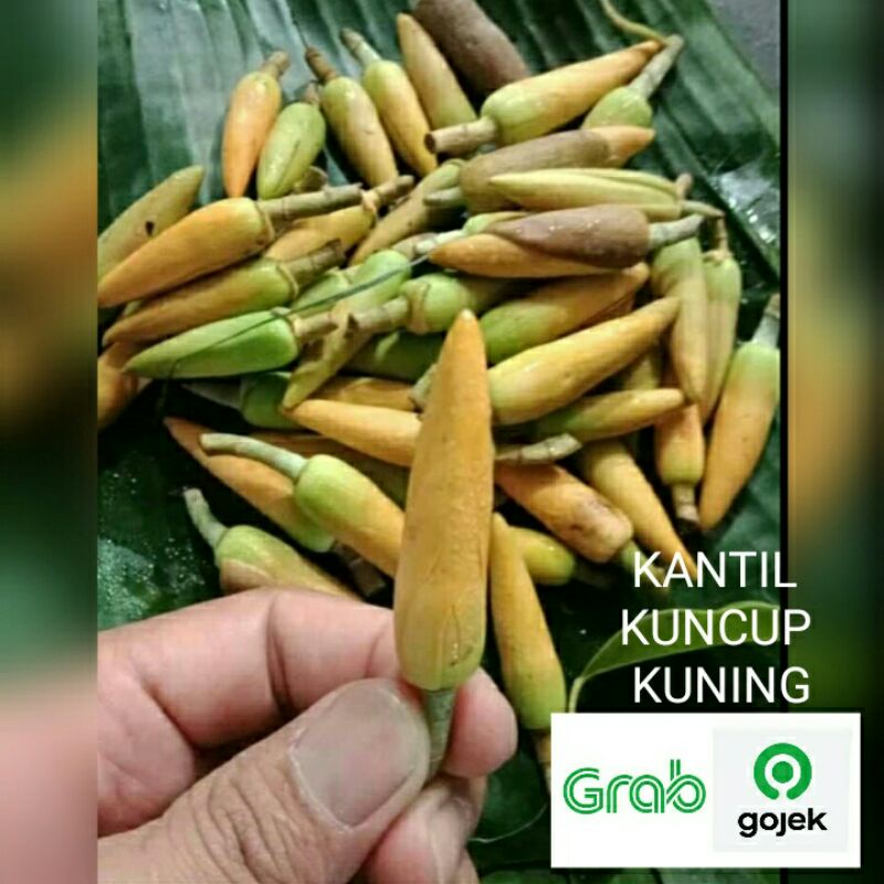 kembang kantil kuning kuncup asli dan segar