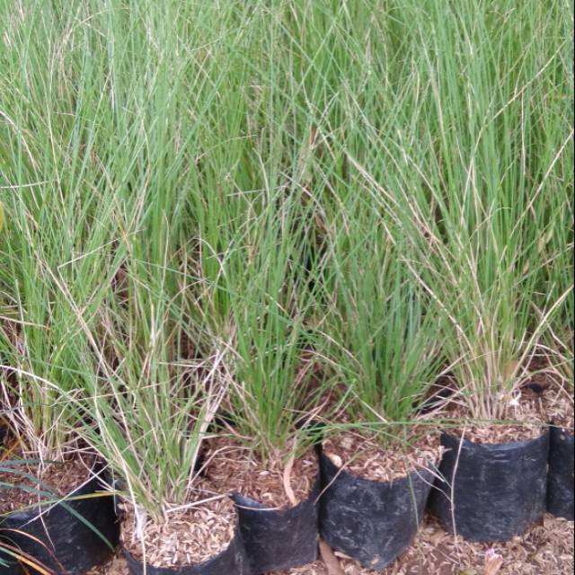 tanaman hias ekor kuda-rumput ekor kuda