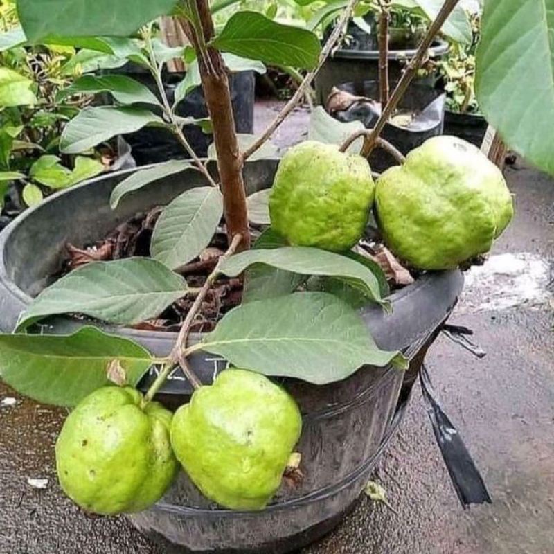 Pupuk booster jambu air jambu kristal organik penyubur tanah pelebat buah dan merangsang bunga isi 250 gram promo Termurah bisa Cod