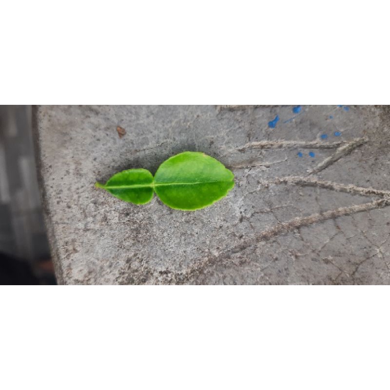 

daun jeruk purut harga per ons