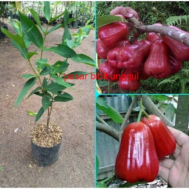 Bibit jambu air citra super manis-Bibit Buah Jambu Citra Madu-Bibit Tanaman Jambu air Citra Madu Oku