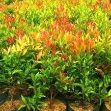 Bibit Tanaman Pucuk Merah Pohon Pucuk Merah Bibit Pucuk Merah