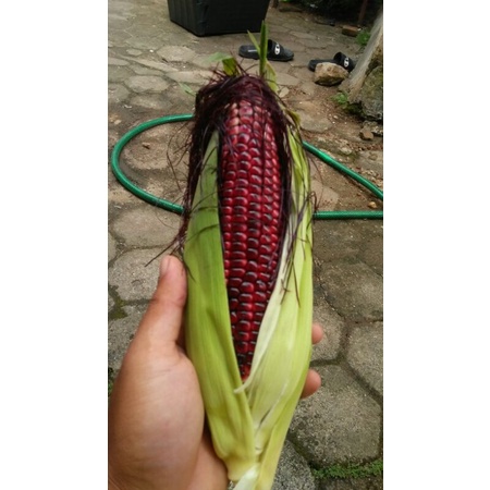 

jagung ketan