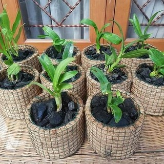 Pot Tanaman Pot Bunga Gantung Tempel Dinding Shopee Pot Tanaman Pot Bunga Gantung Tempel Dinding Shopee