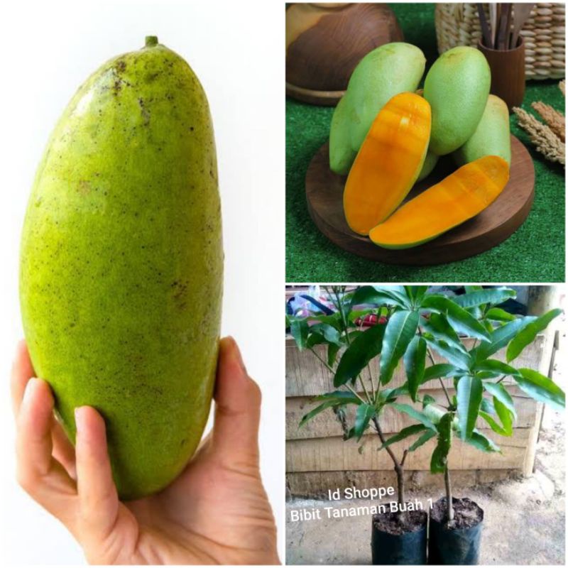 Bibit Mangga Golek Madu